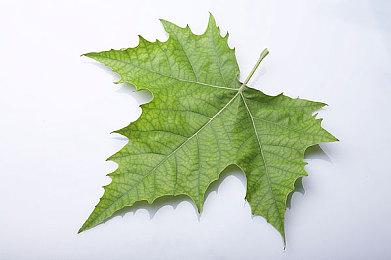 《星际海盗》10月3日Steam推出抢先体验版 支持中文